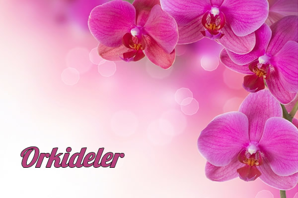 Orkideler Kategorisi, Burdur Polen Flower