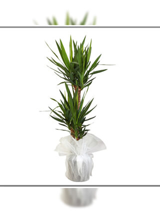 İkili Yuka Salon Bitkisi