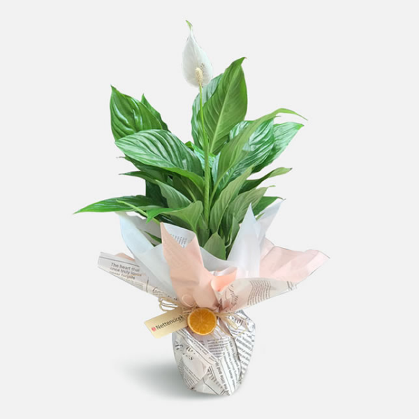 Burdur Çiçek Gönder Spatifilyum Saksı Çiçeği