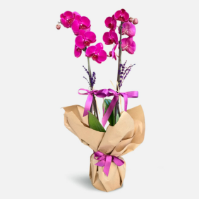  Burdur Çiçek Gönder Çift Dallı Mor Orkide